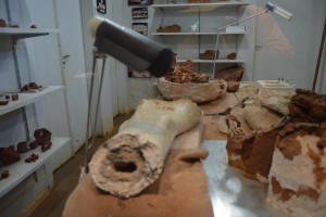 Museu dos Dinossauros